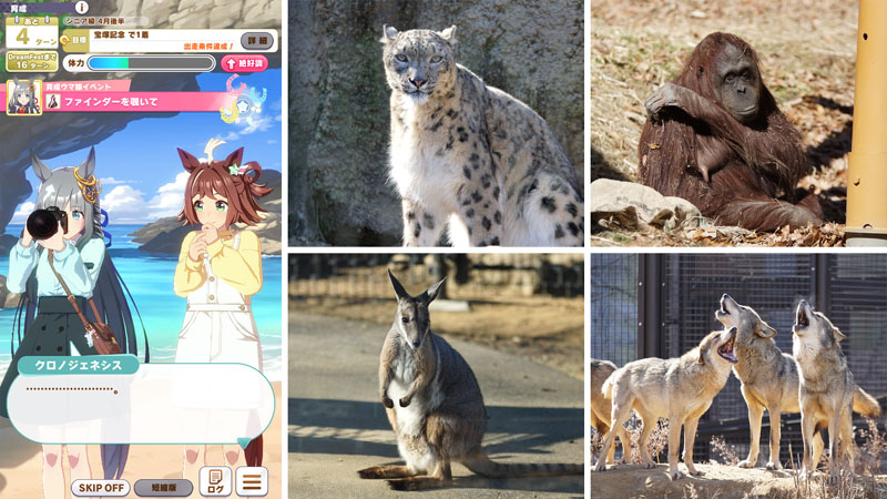 ウミネコが飛び立つ瞬間を撮ろうとしているクロノジェネシスと動物園撮影