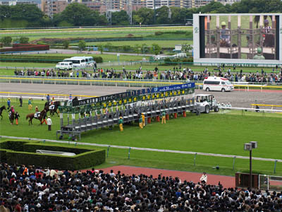 第77回日本ダービーでトゥザグローリーを除く奇数番号の馬がゲートインした状態