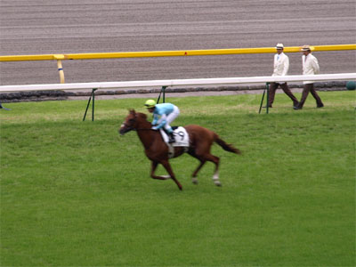 ダービートライアルの青葉賞を制したペルーサの返し馬、第77回東京優駿（日本ダービー）