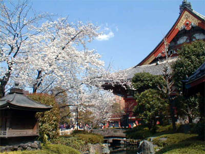 国道６号線の近くにある観光名所「浅草寺」の境内に咲いている満開の桜