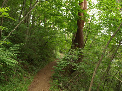 本州最東端「トドヶ崎灯台」へ通じる草木が生い茂った歩道と崖