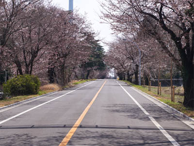 航空自衛隊熊谷基地の桜並木道