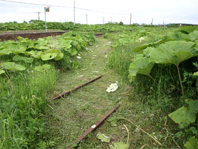 根室本線（花咲線）の別当賀駅の構内に残る、雑草で覆われた列車交換用の側線のレール