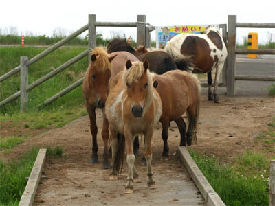 根室半島にある北方原生花園で出入口の前で観光客を待ち構えている可愛いポニー（馬）の群れ