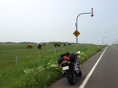 根室半島の道道35号線沿いで放牧されている馬の群れ