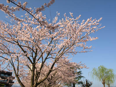 諏訪湖の湖畔で見つけたゴールデンウィークに満開の桜