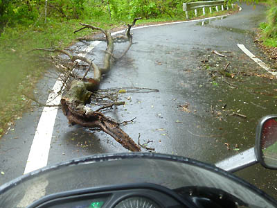 酷道で有名な国道439号線（与作道）の道をふさいでいる大きな折れた木