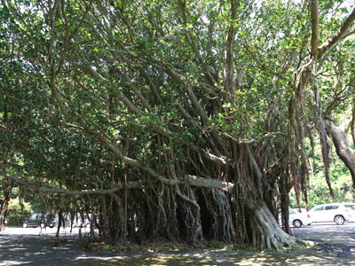 本土最南端「佐多岬」の駐車場にあるガジュマルの樹