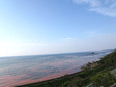 赤潮で真っ赤に染まった日本海