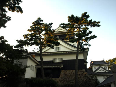 岡崎城の城壁と松