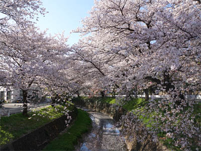 ところざわサクラタウンの前の東川桜通りの両側に咲いている満開の桜並木