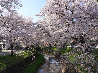 ところざわサクラタウンの前の東川桜通りの両側に咲いている満開の桜並木