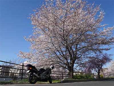 ところざわサクラタウンの前の東川桜通り沿いに咲いている桜の樹