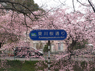 ところざわサクラタウンの前の東川桜通り沿いに咲き誇る満開の桜