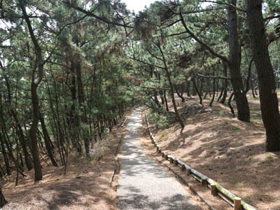 三保の松原の中にある遊歩道沿いに植わっている松の木々