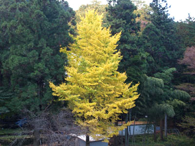 鮮やかな黄色に染まった秋川渓谷にあるイチョウの木