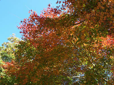 色付いた南秋川渓谷の紅葉