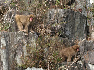 浦山ダムの猿