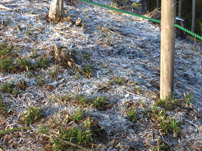 3月中旬の冷え込んだ早朝で吉野梅郷（青梅梅郷）の地面に一面広がった霜柱