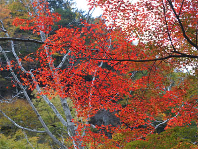 鮮やかに色付いた中津峡の紅葉