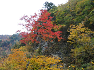 中津峡の紅葉した木々