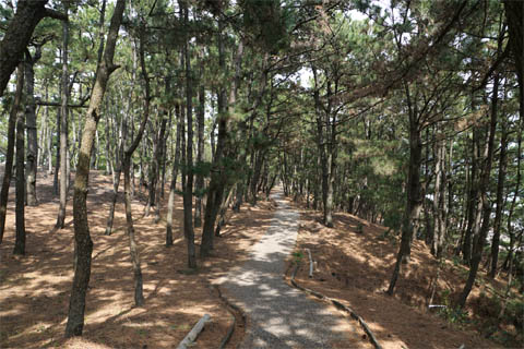 静岡県の「三保の松原」にある松林の中を抜ける歩道